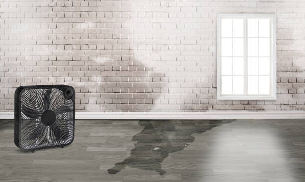 Best Ceiling water damage repair  in Lakeland, MN