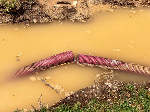 Best Flood restoration services  in Lakeland, MN